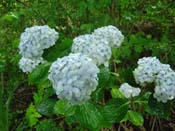 hydrangea