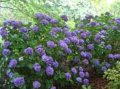 hydrangea