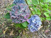 hydrangea