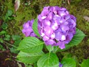 hydrangea