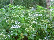 hydrangea