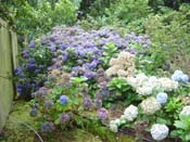 hydrangea