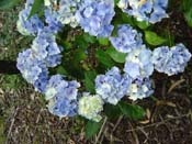 hydrangea