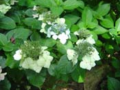 hydrangea