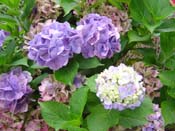 hydrangea