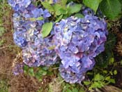 hydrangea
