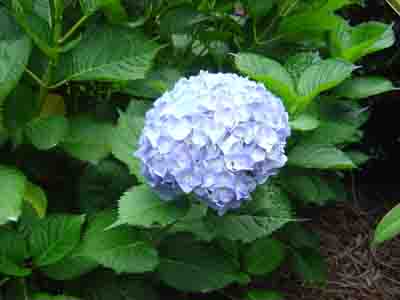Hydrangea macrophylla  'Altona' 