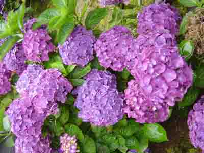 Hydrangea macrophylla  'Arthur Billiard' 
