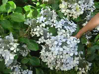 Hydrangea macrophylla  'Beaute Vendomoise' 