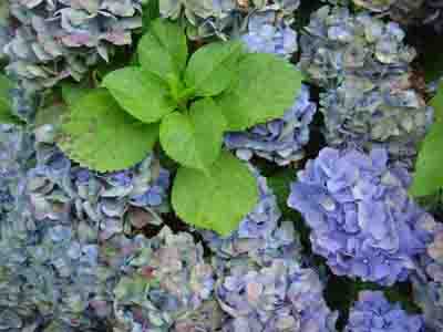 Hydrangea macrophylla  'Bodensee' 