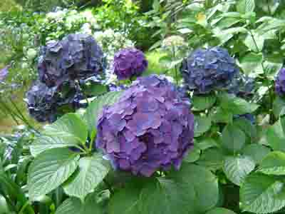 Hydrangea macrophylla  'Check List' 