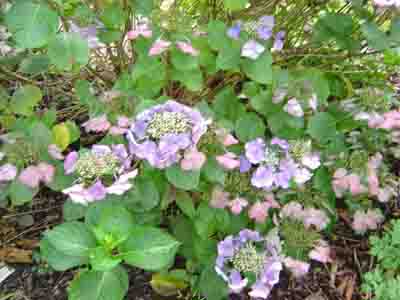 Hydrangea macrophylla  'Geoffrey Chadbund' 