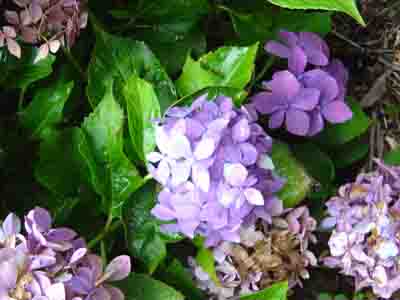 Hydrangea macrophylla  'Hornli' 