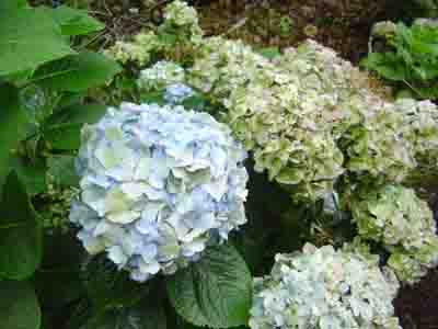 Hydrangea macrophylla  'Marie Claire' 