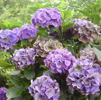 Hydrangea macrophylla  'Mme Baardse' 