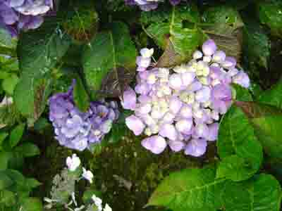 Hydrangea macrophylla  'Mme Cayieux' 