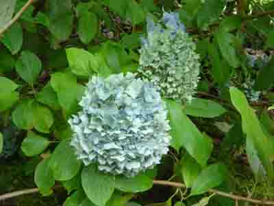 Hydrangea macrophylla  'Pompadour' 