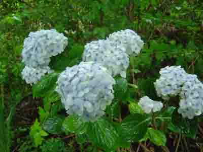 Hydrangea macrophylla  'Princess Juliana' 