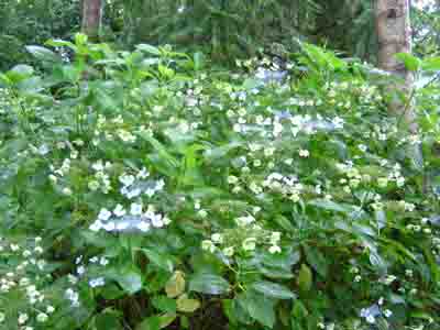 Hydrangea macrophylla  'Seafoam' 