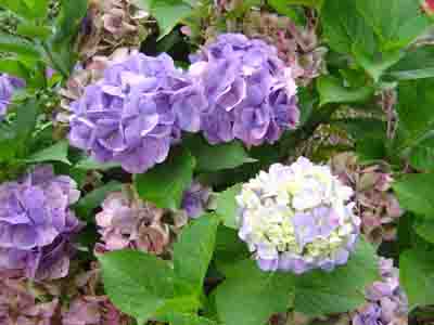 Hydrangea macrophylla  'Viking' 