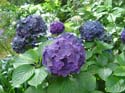 hydrangea