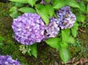 hydrangea