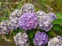hydrangea