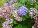 hydrangea
