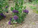 hydrangea