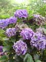 hydrangea