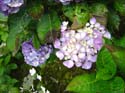 hydrangea
