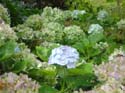 hydrangea