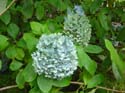 hydrangea