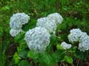 hydrangea