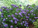hydrangea