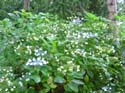hydrangea