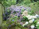 hydrangea