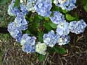 hydrangea