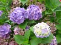 hydrangea