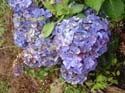 hydrangea