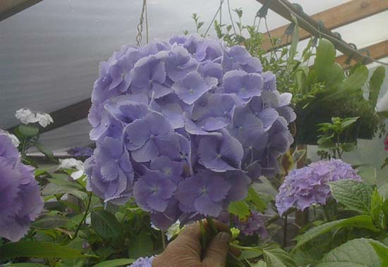 macrophylla