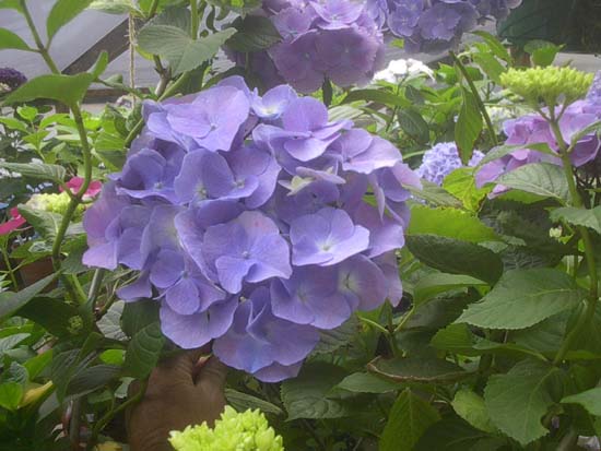 macrophylla