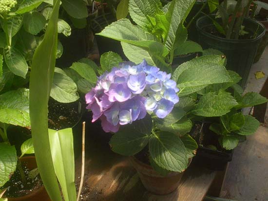 macrophylla