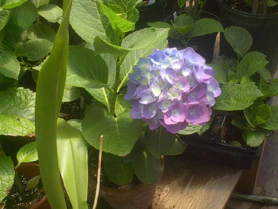 macrophylla