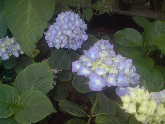 macrophylla
