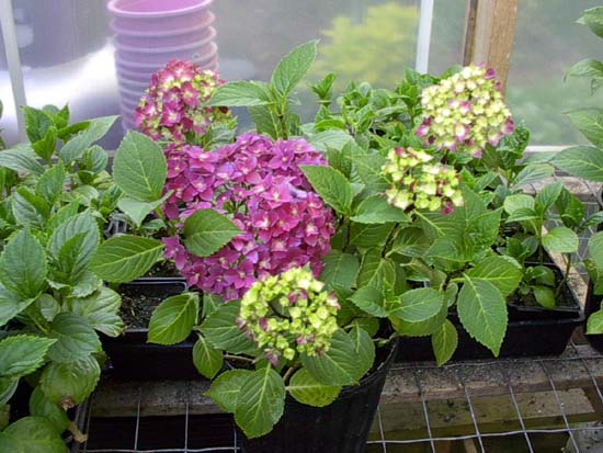 macrophylla