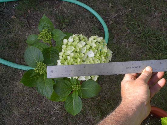 macrophylla