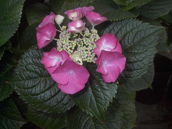 macrophylla