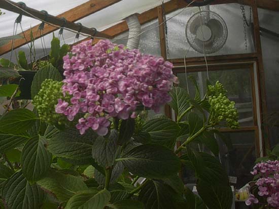 macrophylla