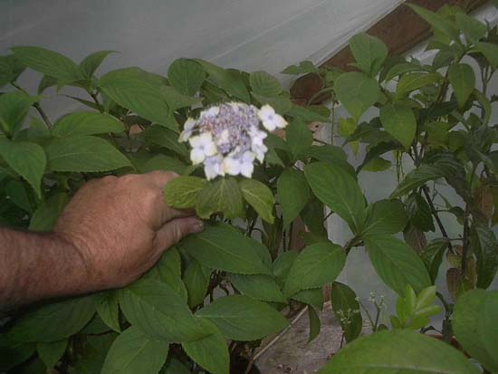 serrata
